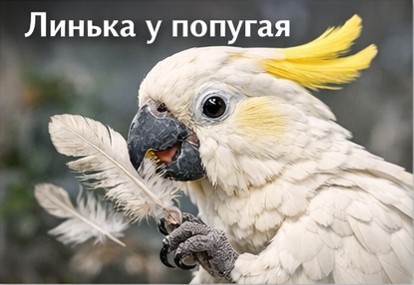 Какаду: обновление оперения — линька