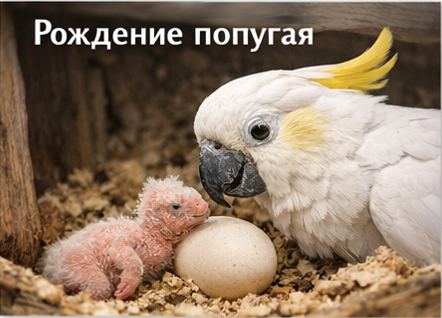 Какаду: яйцо — начало жизни