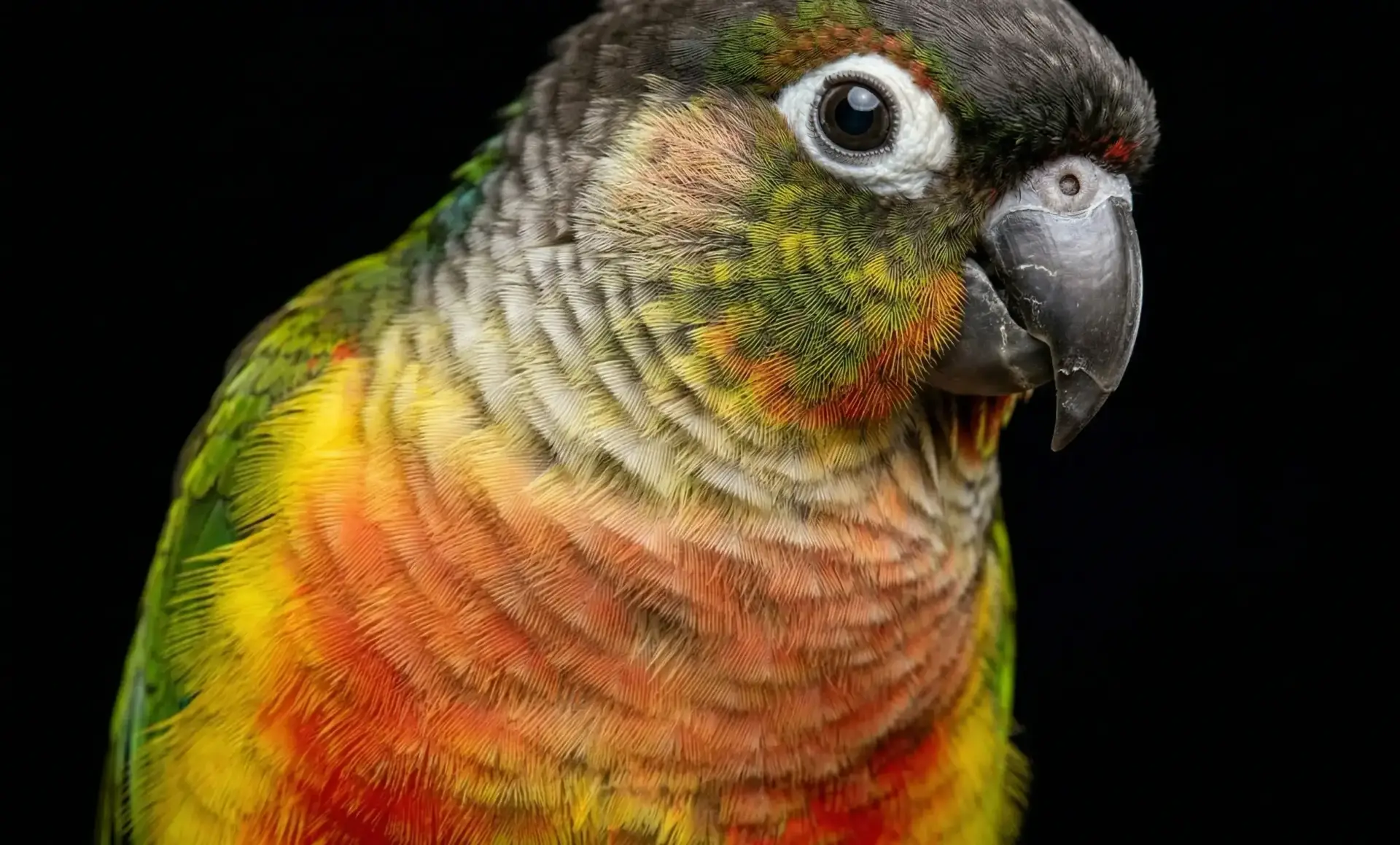 Попугай Пиррура Хипоксанта крупным планом — детали окраски оперения Pyrrhura molinae hypoxantha