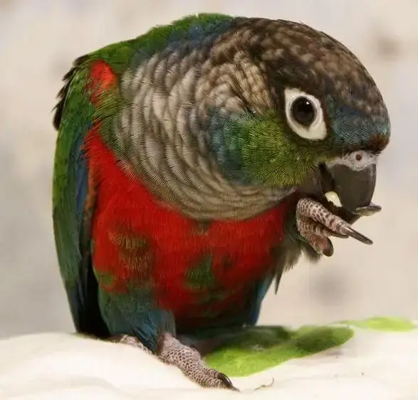 Попугай Пиррура Перлата крупным планом — жемчужный краснохвостый попугай Pyrrhura perlata