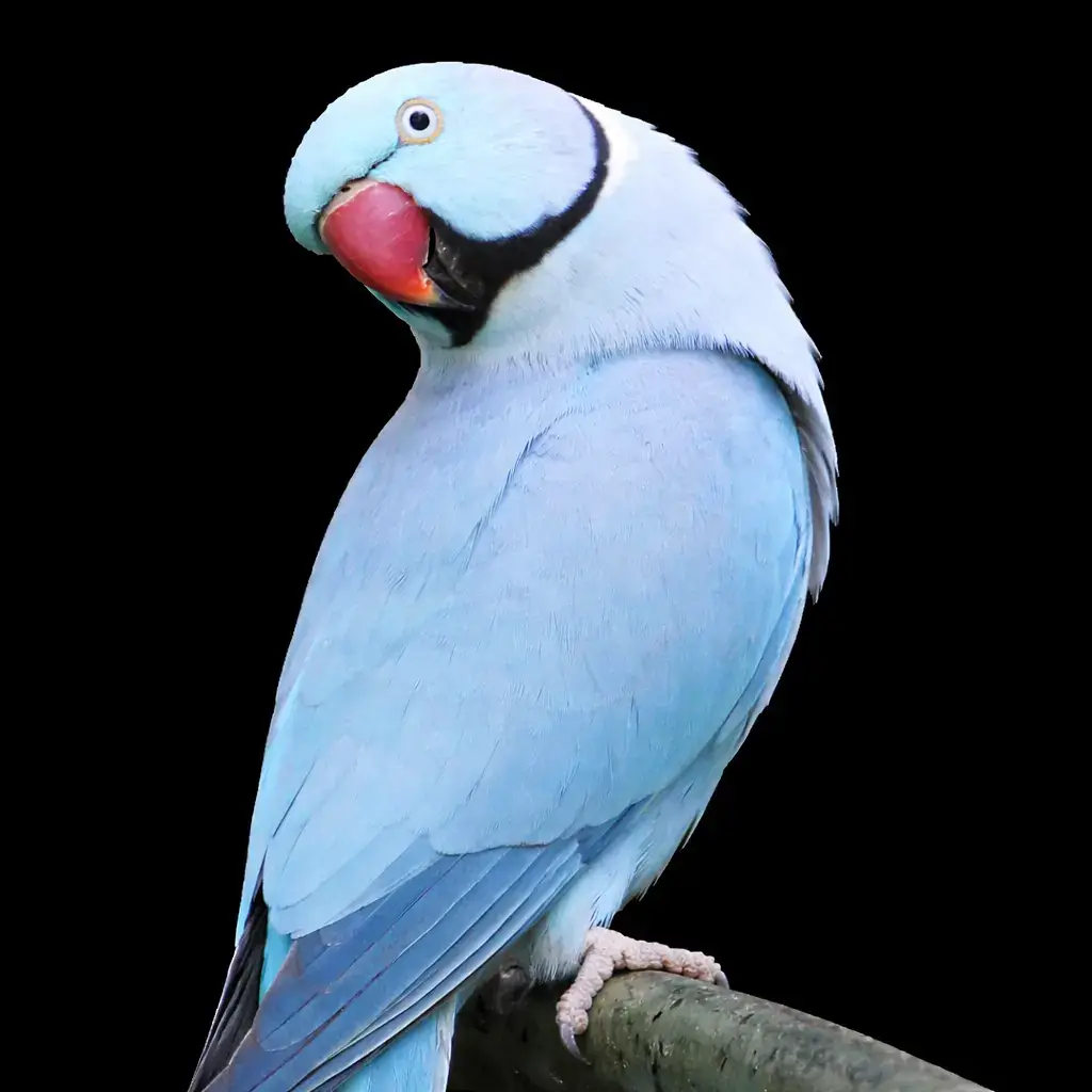Ожереловый попугай голубой мутации — Psittacula krameri blue