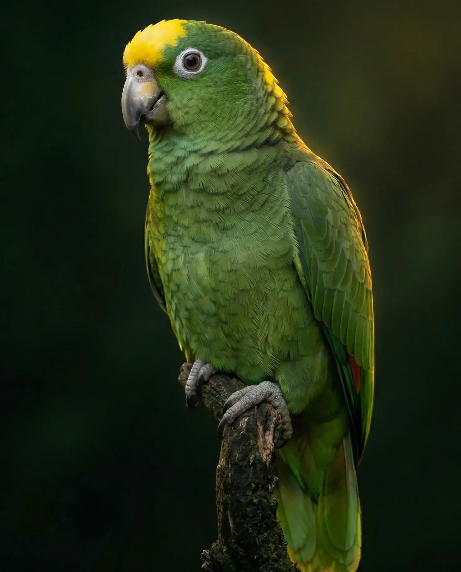 Желтолобый суринамский амазон (Amazona ochrocephala) — купить птенца в питомнике Золотой Какаду