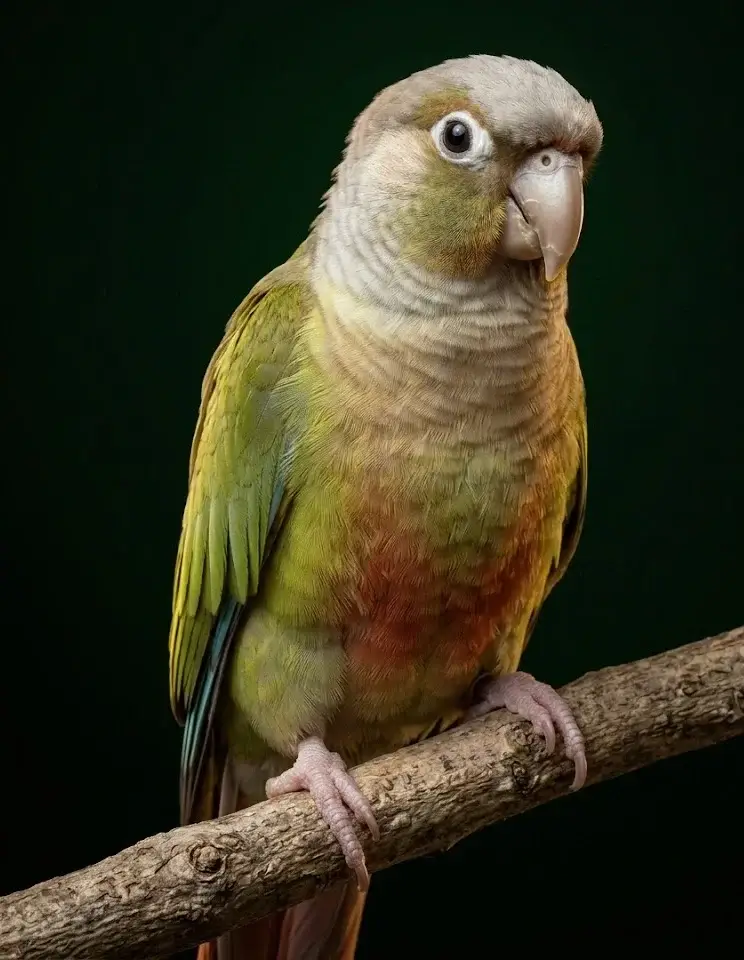 Пиррура Молине (окрас корица)