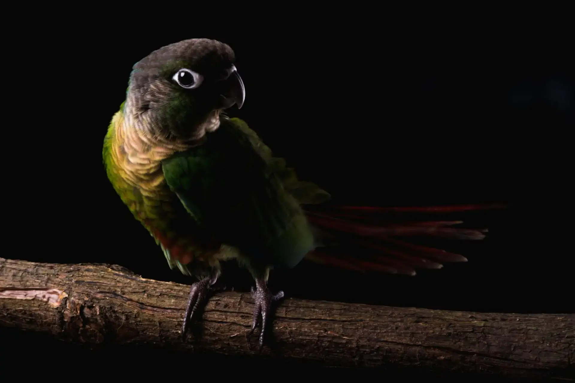 Попугай Пиррура Молине крупным планом — природный окрас зеленощёкого попугая Pyrrhura molinae