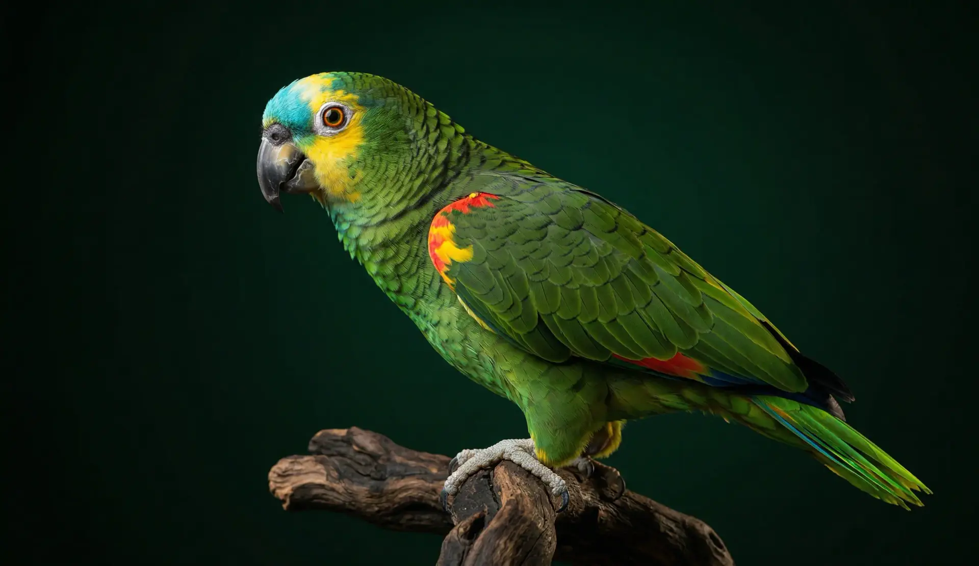 Желтолобый амазон (Amazona ochrocephala) внешний вид