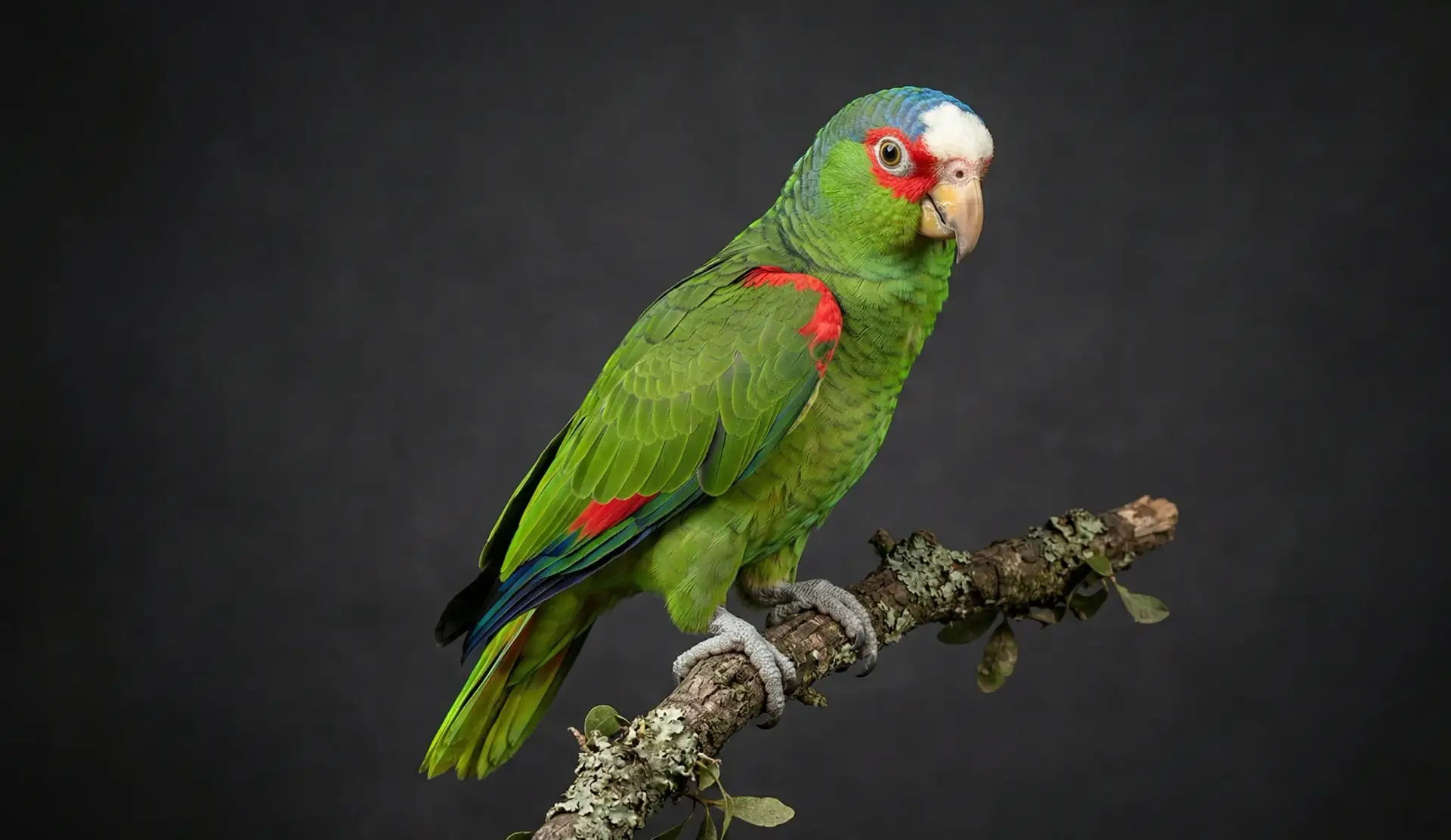 Белолобый амазон (Amazona albifrons) окрас