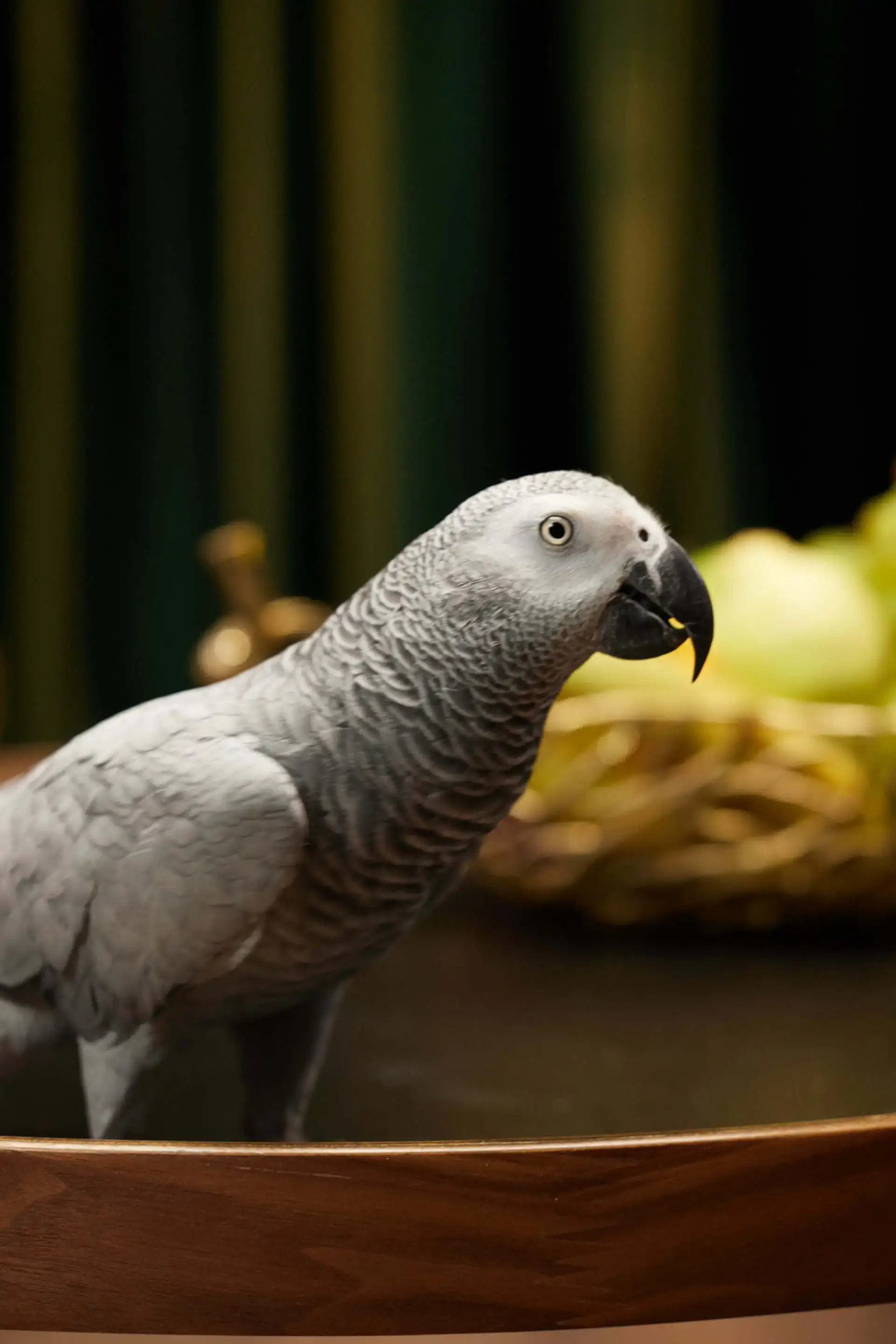 Попугай Жако — птенец выкормыш