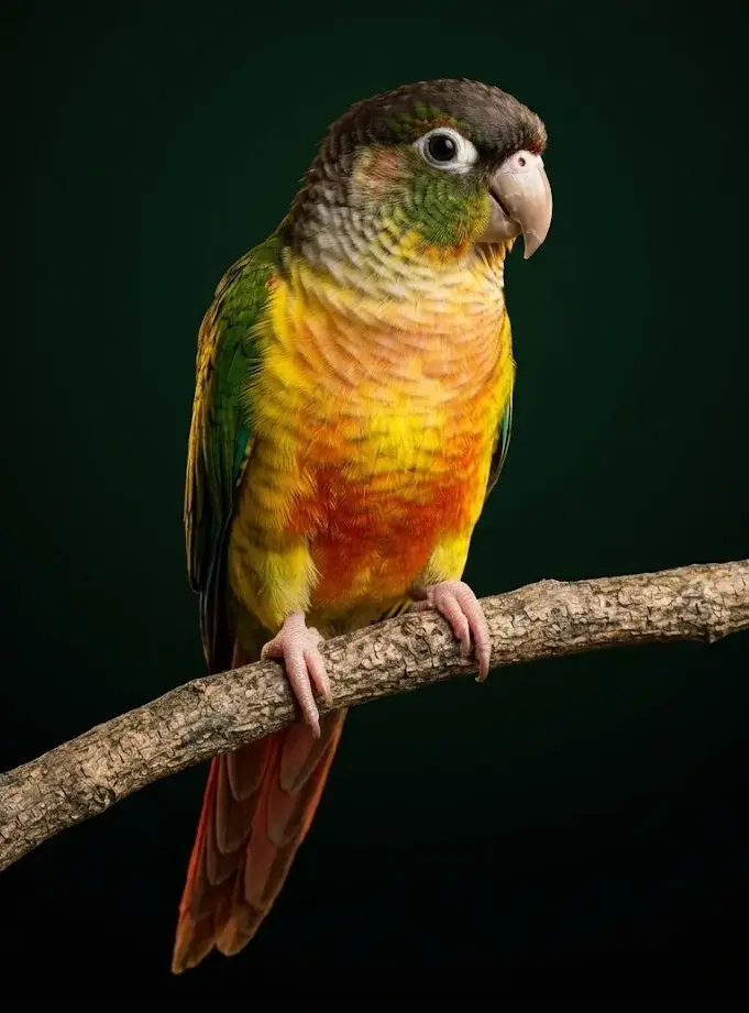 Желтобокая пиррура Pyrrhura molinae hypoxantha